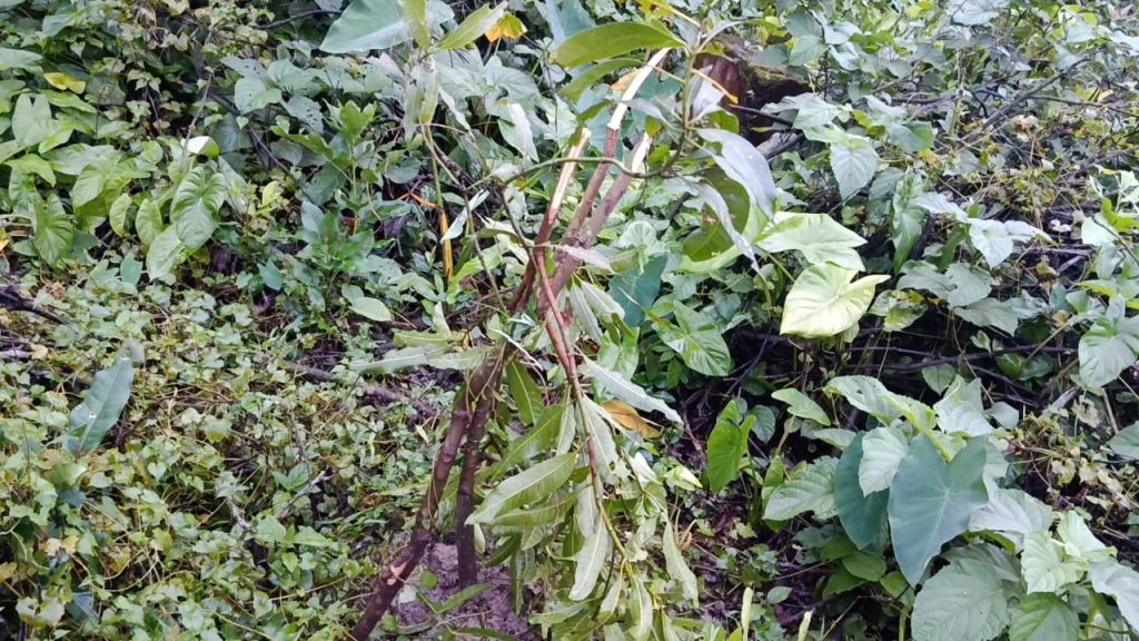 রাজাপুরে শত্রুতার জেরে আম বাগানের ৩০ হাজার টাকার গাছ কেটে ফেলার অভিযোগ