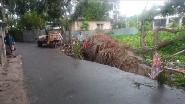 বোয়ালমারীতে উপড়ে পড়া গাছ নিয়ে বিভ্রান্তি, সাবেক কাউন্সিলরের হস্তক্ষেপে পরিস্থিতি স্বাভাবিক
