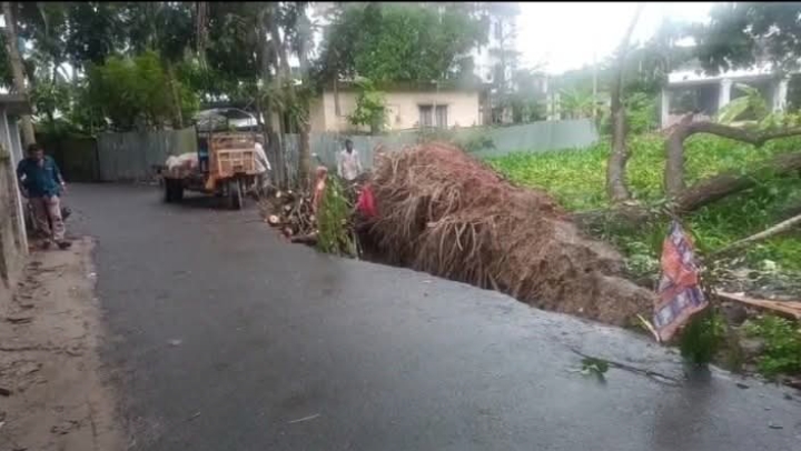 বোয়ালমারীতে উপড়ে পড়া গাছ নিয়ে বিভ্রান্তি, সাবেক কাউন্সিলরের হস্তক্ষেপে পরিস্থিতি স্বাভাবিক