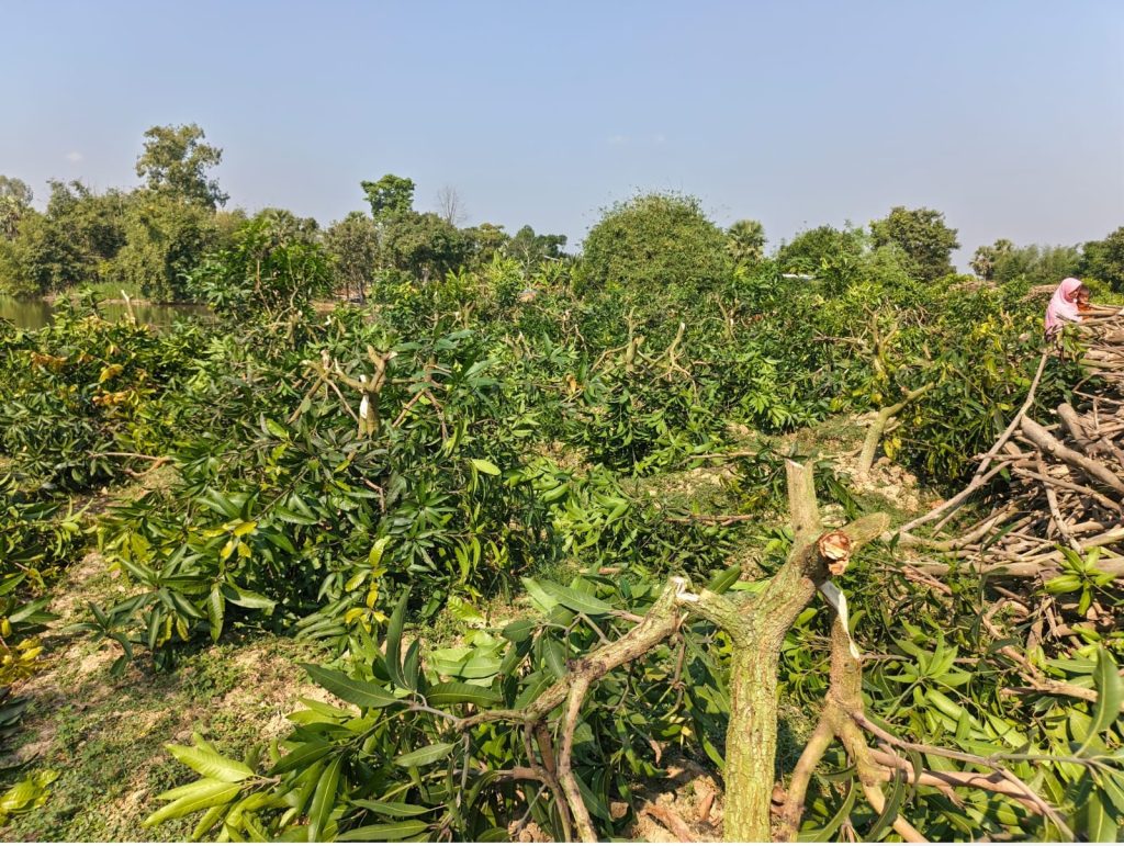 পত্নীতলায় রাতের আঁধারে দুষ্কৃতকারীরা কেটে ফেললো কৃষকের ৩৫০টি আমগাছ