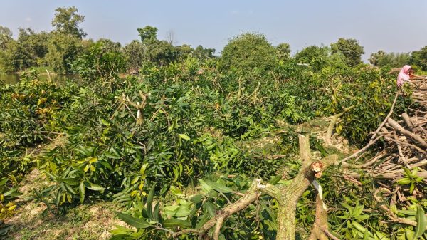 পত্নীতলায় রাতের আঁধারে দুষ্কৃতকারীরা কেটে ফেললো কৃষকের ৩৫০টি আমগাছ