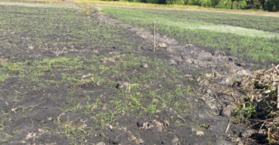 গোপালগঞ্জের মুকসুদপুরে বিষ প্রয়োগে এক বিঘা পেঁয়াজের বীজতলা নষ্ট, কৃষকের ক্ষতি ৬ লাখ টাকা