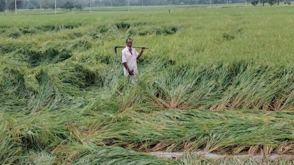 নিয়ামতপুরে এক রাতের বৃষ্টির পানিতে ভাসছে আধা পাকা ধান দুশ্চিন্তায় কৃষক