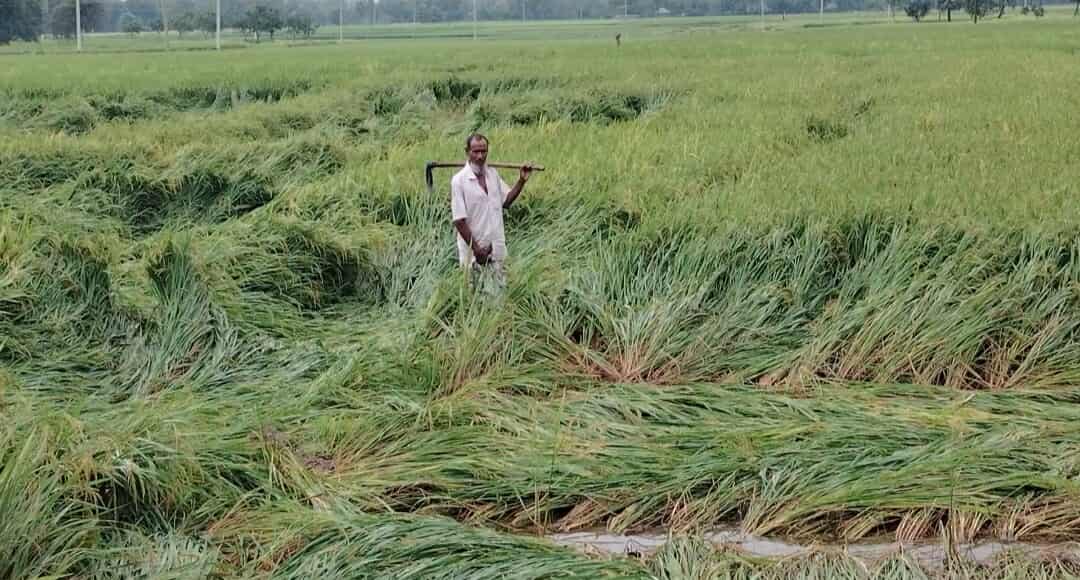 নিয়ামতপুরে এক রাতের বৃষ্টির পানিতে ভাসছে আধা পাকা ধান দুশ্চিন্তায় কৃষক