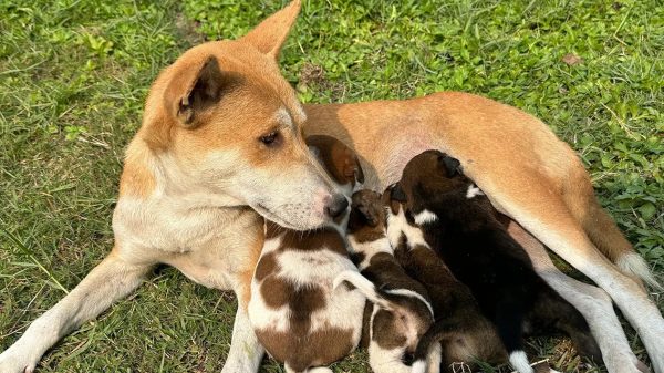 ঈশ্বরদীতে হৃদয়বিদারক ঘটনার পর নতুন জীবন পেল সন্তানহারা মা কুকুর ‘টম’