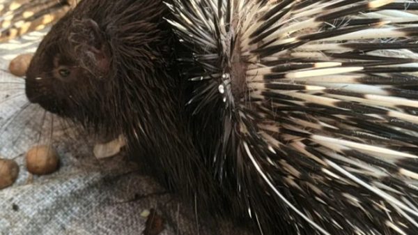 পঞ্চগড়ে বিরল প্রজাতির সজারু উদ্ধার, তেঁতুলিয়া ইকো পার্কে স্থানান্তর