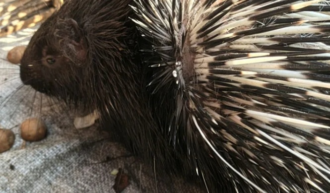 পঞ্চগড়ে বিরল প্রজাতির সজারু উদ্ধার, তেঁতুলিয়া ইকো পার্কে স্থানান্তর