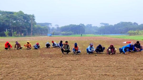 গোপালগঞ্জের মুকসুদপুরে কনকনে শীত ও কুয়াশার মধ্যেও পেঁয়াজের চারা রোপণে ব্যস্ত কৃষকরা