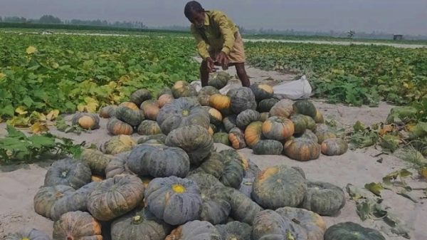 উত্তরাঞ্চলে টানা বৃষ্টি, বাড়ছে তিস্তার পানি—ফসল নিয়ে দুশ্চিন্তায় কৃষকরা