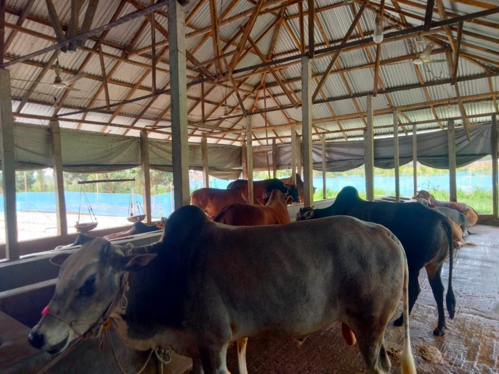 কোরবানির ঈদ সামনে: নীলফামারীতে চাহিদার চেয়ে ৫০ হাজার বেশি পশু প্রস্তুত, খামারিদের ব্যস্ততা তুঙ্গে