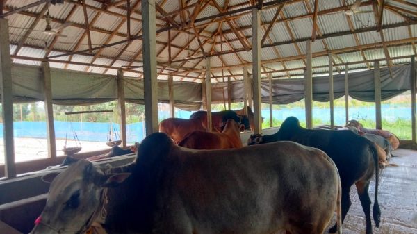 কোরবানির ঈদ সামনে: নীলফামারীতে চাহিদার চেয়ে ৫০ হাজার বেশি পশু প্রস্তুত, খামারিদের ব্যস্ততা তুঙ্গে