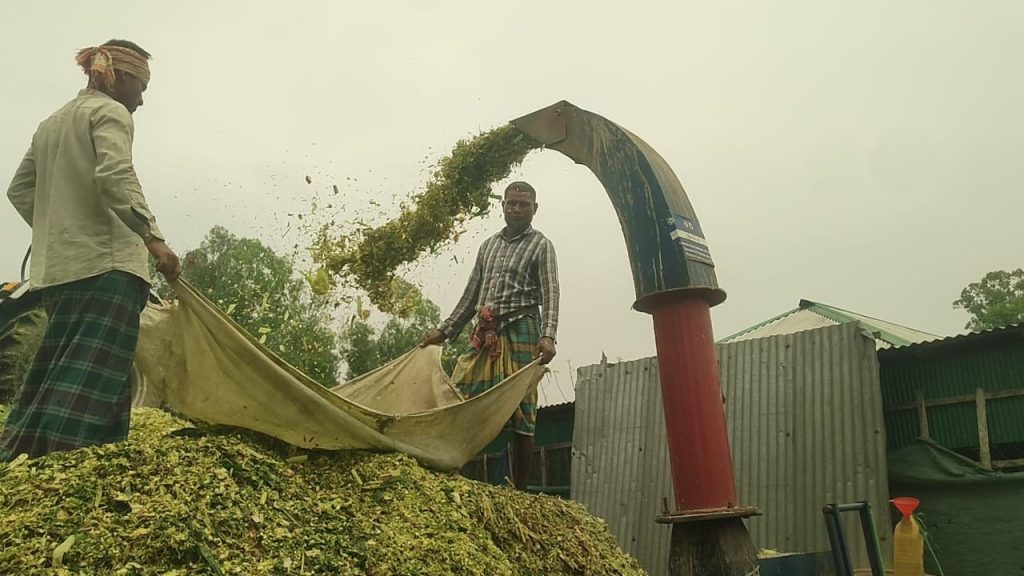 খামারের পাশাপাশি সাইলেজ উৎপাদনে সফল তরুণ উদ্যোক্তা সৈকত, কর্মসংস্থান ৩০ জনের
