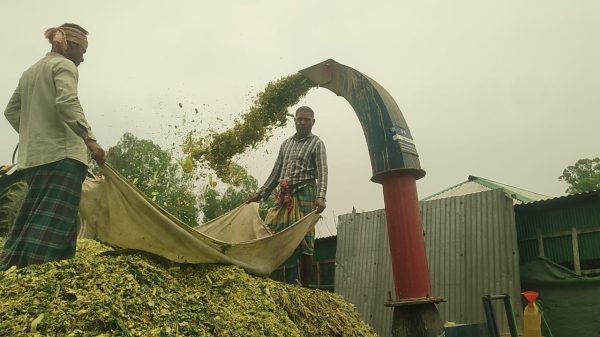 খামারের পাশাপাশি সাইলেজ উৎপাদনে সফল তরুণ উদ্যোক্তা সৈকত, কর্মসংস্থান ৩০ জনের