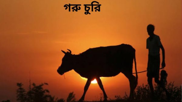 কুলাউড়ার শংকরপুরে গভীর রাতে গরু চুরি, স্থানীয়দের ধাওয়া—২টি উদ্ধার, ১টি নিয়ে পালিয়েছে চোর