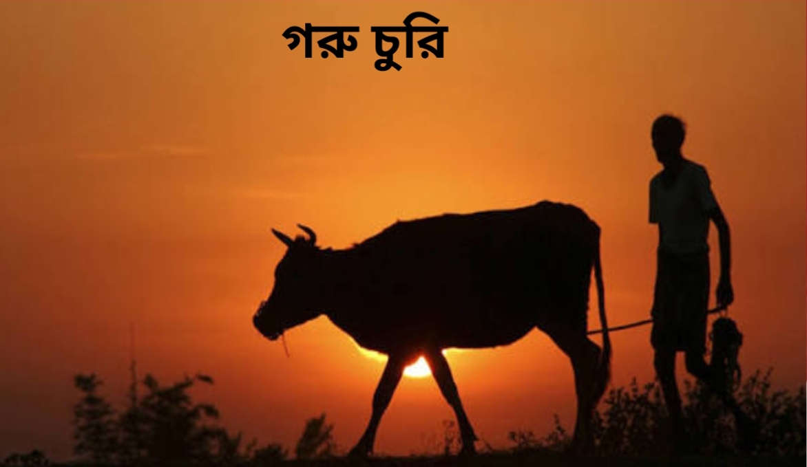 কুলাউড়ার শংকরপুরে গভীর রাতে গরু চুরি, স্থানীয়দের ধাওয়া—২টি উদ্ধার, ১টি নিয়ে পালিয়েছে চোর