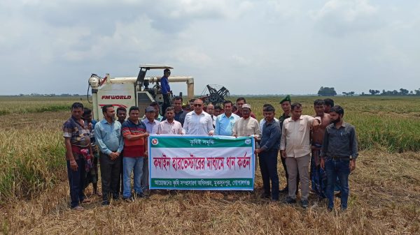 মুকসুদপুরে আধুনিক পদ্ধতিতে ধান কর্তন, কৃষকের মুখে হাসি