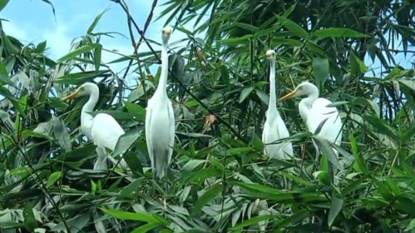 হাজারো পাখির কিচিরমিচিরে জেগে ওঠে নীলফামারীর ‘পাখির গ্রাম’